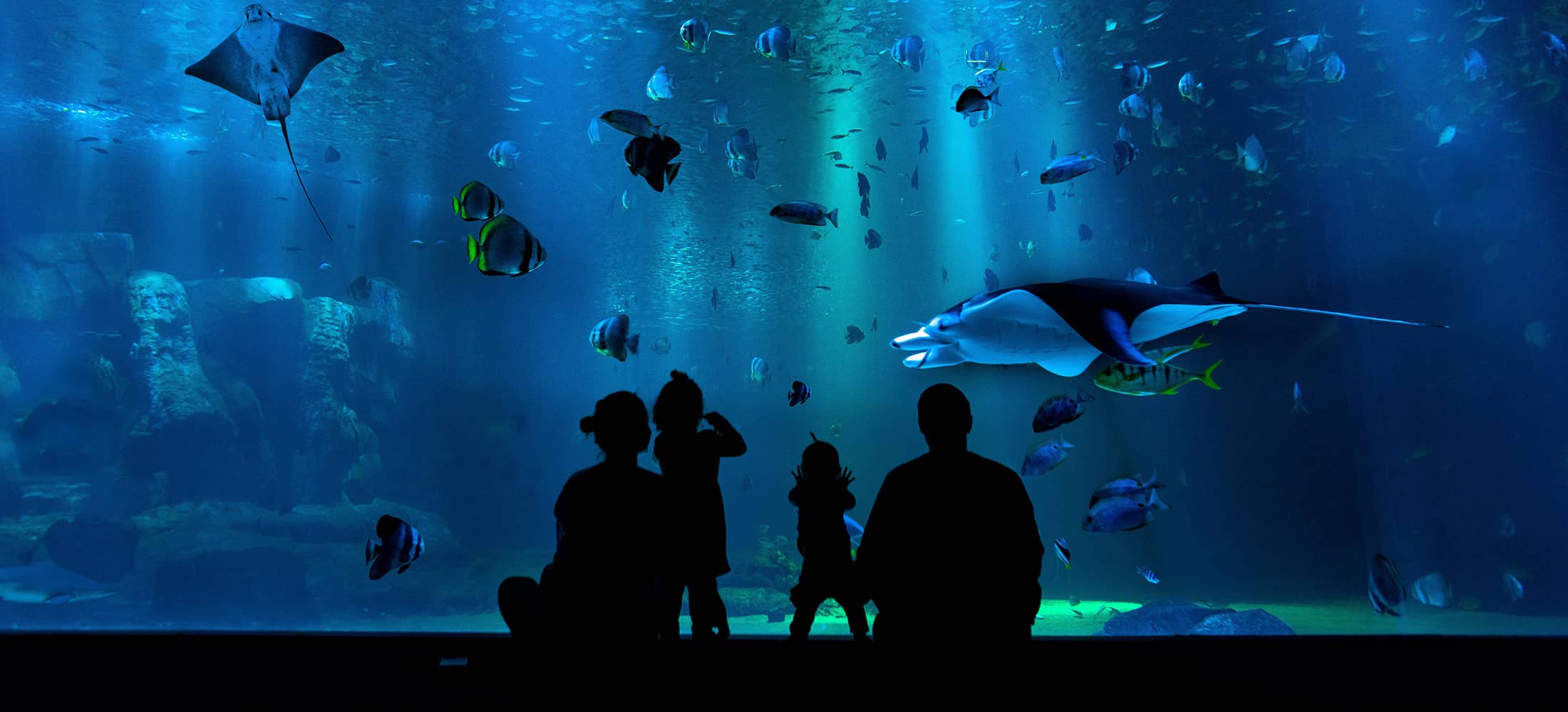 image of the Aquarium