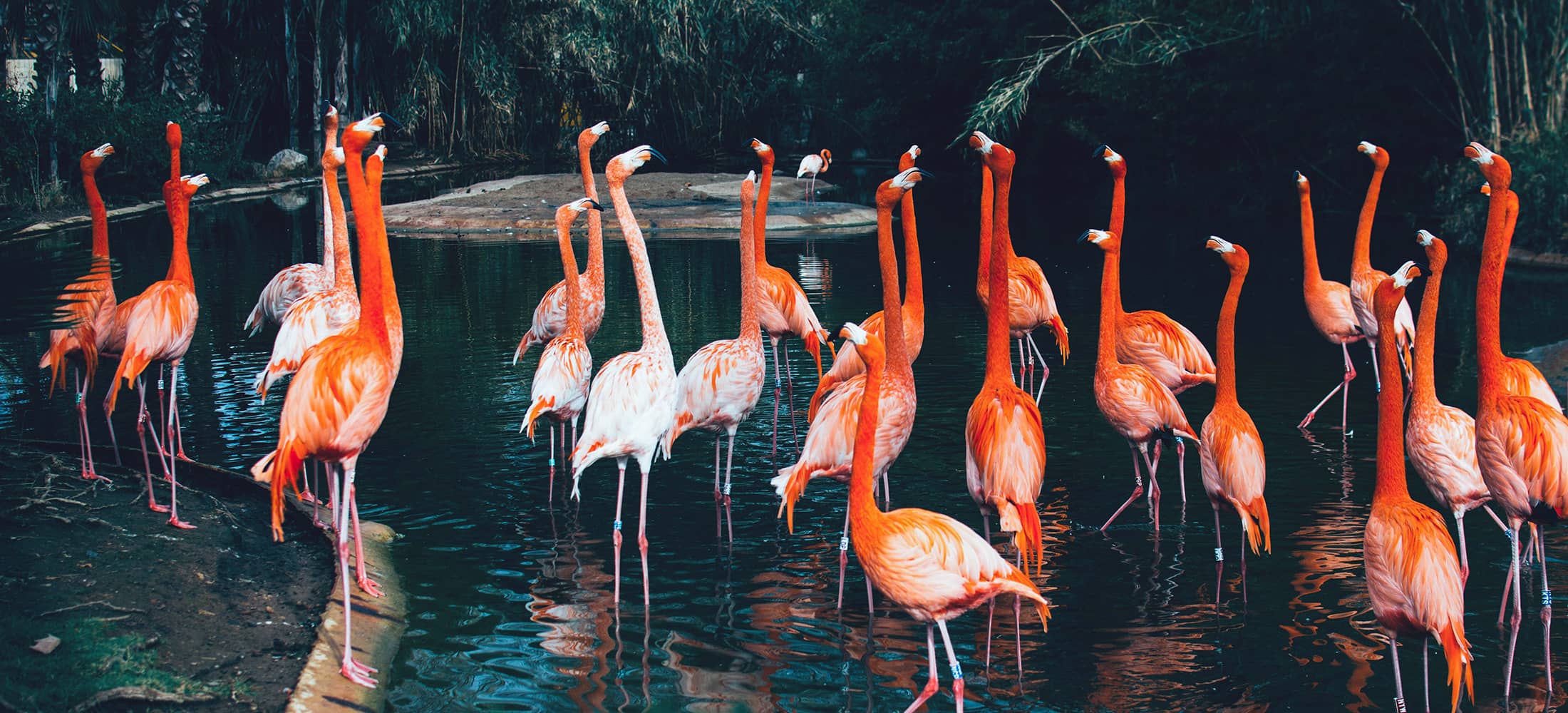 image of Barcelona Zoo